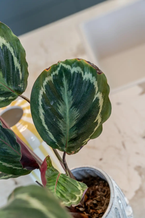 Keuken Borne | HenZom Keukens